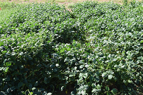 Cowpeas